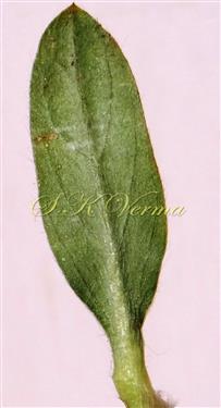  Leaf-Abaxial view